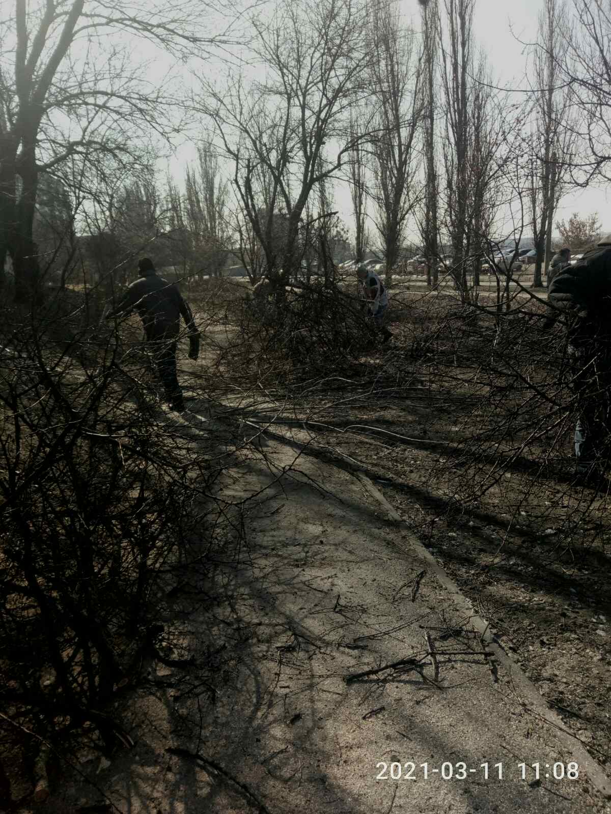 уборка, жек 7, срез сухих веток деревьев